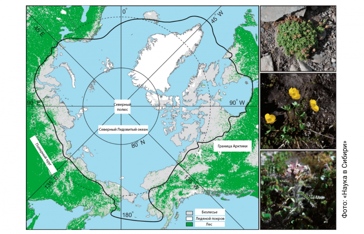 Возраст арктика. Растения Арктики. Арктика на карте. Представителя Флоры в Арктики.