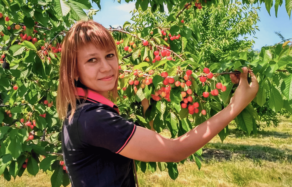 Черешня урожайность. Черешня урожай фото. Виды черешни на юге России. Какой подвой лучше для черешни.